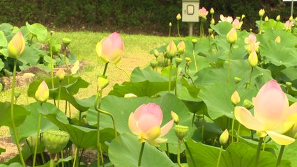 [영상] 연꽃단지 걸으며 힐링...만6천 ㎡ 규모에 연꽃 활짝 / YTN