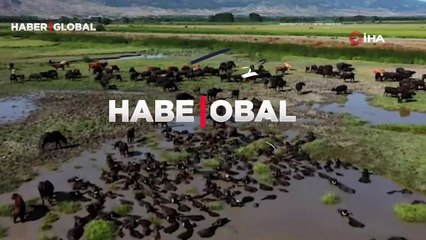 Burası Tokat... Mandaların oluşturduğu görsel Afrika belgesellerini aratmadı!