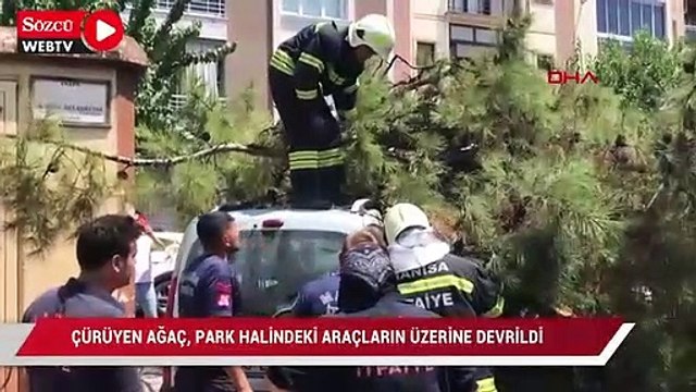 Çürüyen ağaç, park halindeki araçların üzerine devrildi