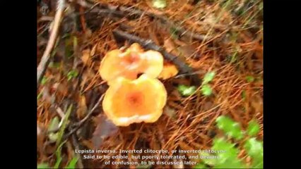 Lepista inversa. Champimaginatis. English Text