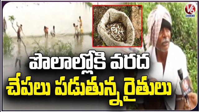 Public Enjoying Fishing Due To Flood Water Flow From Rivers To Fields _ Medak _ V6 News