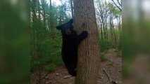 Watch: Drone sends a Black Bear scampering up tree on family's property