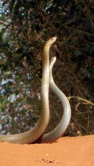 How To Avert Snake Bites in Mating Season