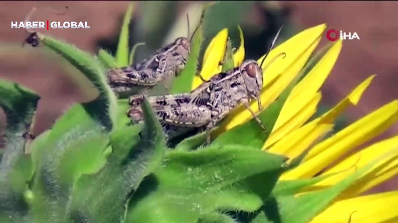 Endişelendiren olay... Çekirge istilasının sebebi belli oldu: Sırada büyük bir istila daha var