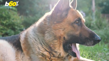Most American Dog Owners Think Their Pup Can’t Survive In The Wild