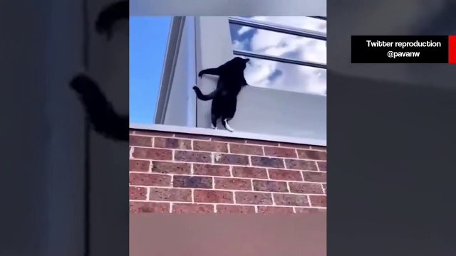 Vídeo hilário: gatos deixam Tom Cruise no chinelo em uma missão impossível