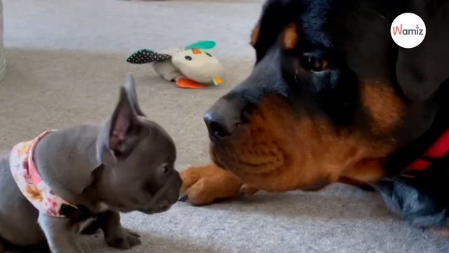 Tiny puppy barks at Rottweiler : His reaction leaves everyone speechless