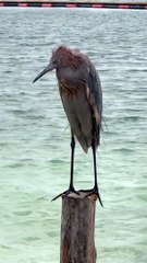 Une aigrette rougeâtre à Riviera Maya
