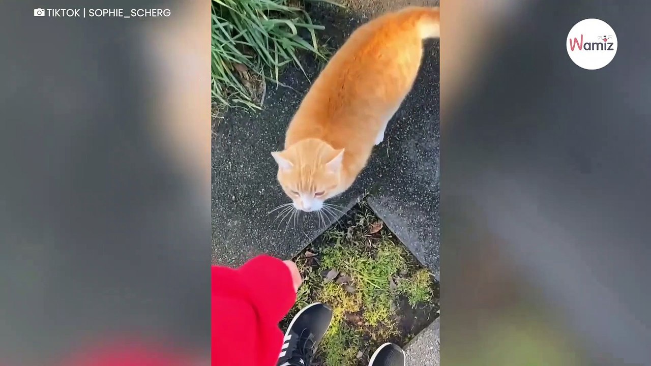 Watch : Jogger approaches random cat for strokes, then instantly regrets it-index
