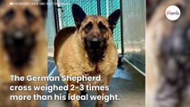 Stray dog taken to animal shelter, his weight leaves everyone stunned