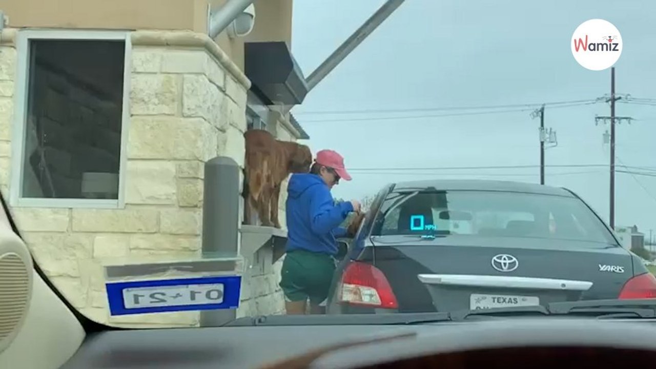 Watch: Dog owner pulls up to get her dogs a puppucino, but instantly regrets it