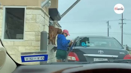 Watch: Dog owner pulls up to get her dogs a puppucino, but instantly regrets it
