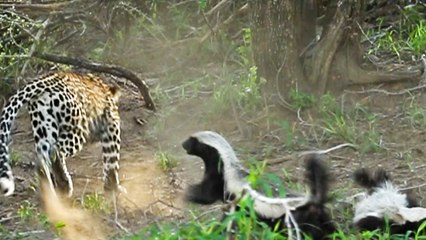 Honey Badger Rescues Her Baby from Leopard