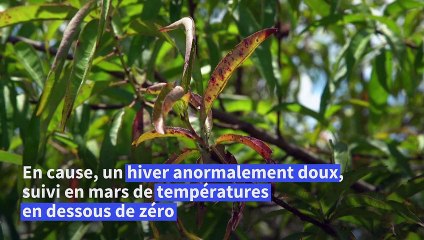 Aux Etats-Unis, l'emblématique pêche de Géorgie victime du changement climatique