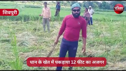 video : स्नेक कैचर पर अजगर ने किया अटैक