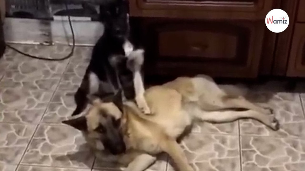 Un Husky serre son chiot entre ses pattes dans la voiture et pleure en réalisant ce qui va se passer (Vidéo)