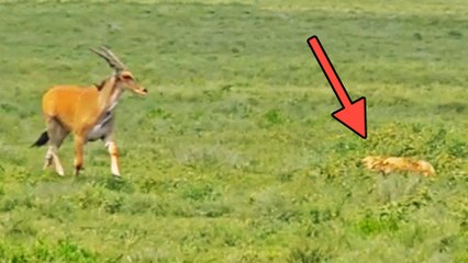Blind Antelope Walks Into Hunting Lions