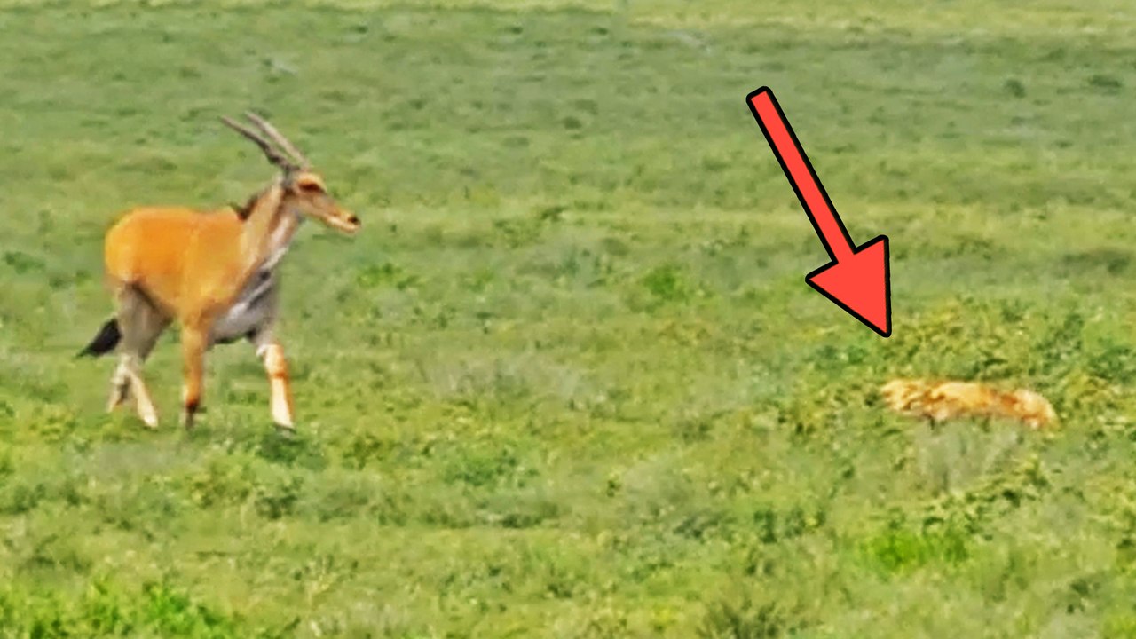 Blind Antelope Walks Into Hunting Lions