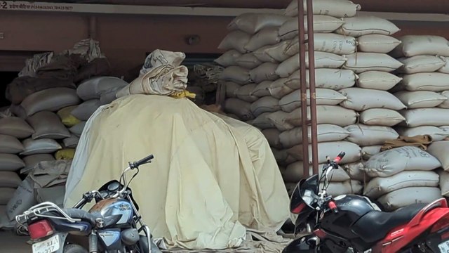 नागौरी जीरे के दाम ने बनाया कीर्तिमान, काश्तकारों की... देखें नागौर व मेडता मंडी के भाव