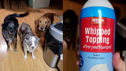 These Pets LOVE Whipped Cream!