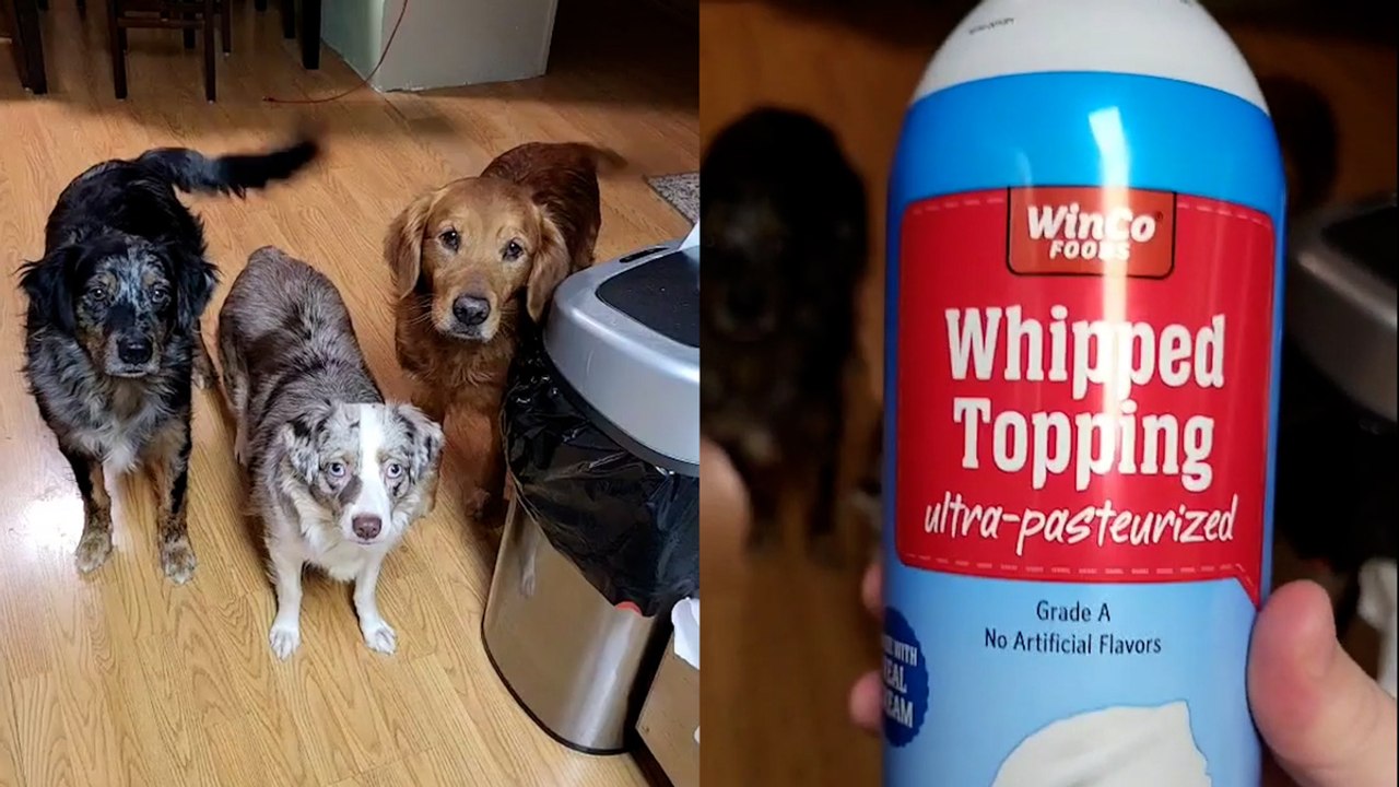 These Pets LOVE Whipped Cream!