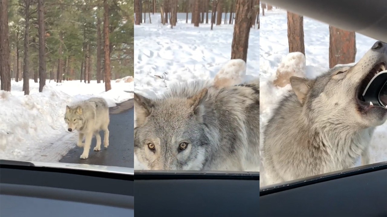 UNBELIEVABLE Wild Wolf Encounter! - video Dailymotion