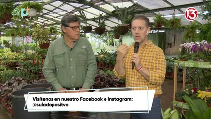 Cómo darle un mantenimiento adecuando a las plantas de la casa