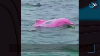 Sorprendente: avistan un delfín rosa en las aguas del Golfo de México