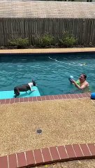 Boston Terrier Bops Ball depuis le flotteur de la piscine