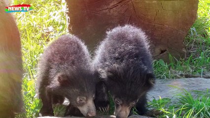Gấu Ăn Thịt Người Vùng Myrsore Và Những Câu Chuyện Rùng Rợn