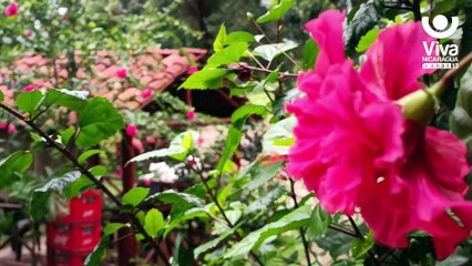 Jalapa, la gran milpa de Nicaragua, en crecimiento permanente