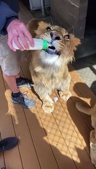 Donner du lait au biberon à un jeune lion