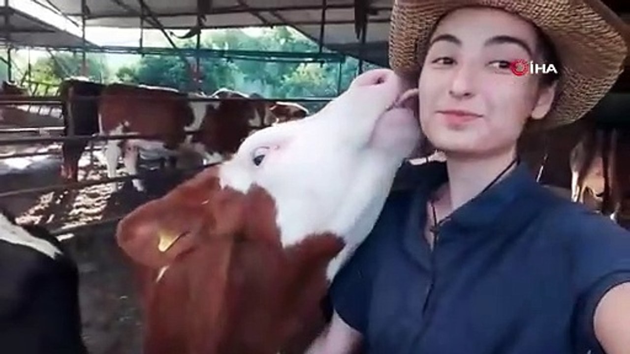İneğin selfie merakı sosyal medyada gündem oldu