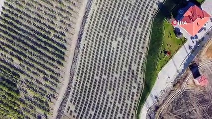 Beypazarı Lavanta Bahçeleriyle Kokuyor