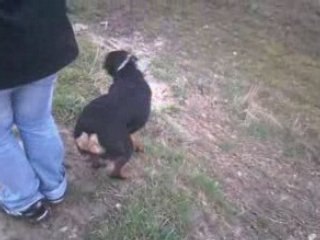 80kx vs 350 raptor en mode jump...