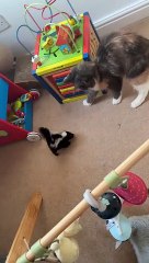 Cat Meets Baby Skunk