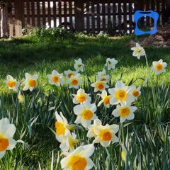 Innovaciones en Tecnología de Hongos: Revolucionando la Industria 🍄