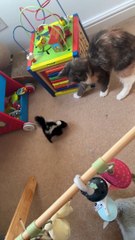Cat Meets Baby Skunk