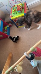 Cat Meets Baby Skunk