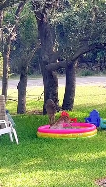 Fawn essaie la piscine pour enfants