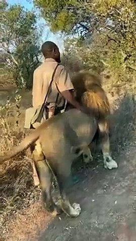 Man Playing Lions