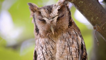 La pareja brasileña que recuperó 700 hectáreas de bosque deforestado