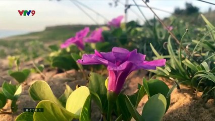 Gia đình sô bít Tập 79