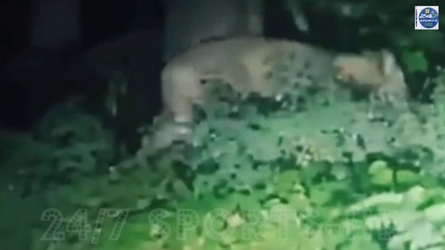 Löwe in Berlin ausgebrochen Sichtung der Löwin an der Grenze zu Berlin