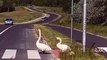 Duck crossing