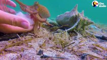 Tiny Octopus Gets So Excited When His Diver Friend Comes To Visit Him - The Dodo