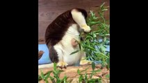 Aww Cute Baby Animals Videos Compilation - Funny and Cute Moment of the Animals #4 - Cute TV