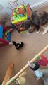 Cat Meets Baby Skunk