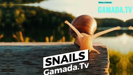 Snails:Guardians of Ecosystems and Gastronomic Pleasures Throughout History