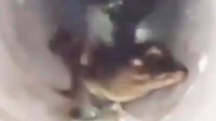 जबलपुर: निकला 10 फीट लंबा मगरमच्छ, मचा हड़कंप, काफी बवाल के बाद किया गया रेस्क्यू